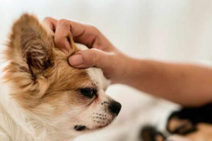 Що можна зробити, якщо собака подряпина очей? Що можна зробити, якщо собака подряпина очей?